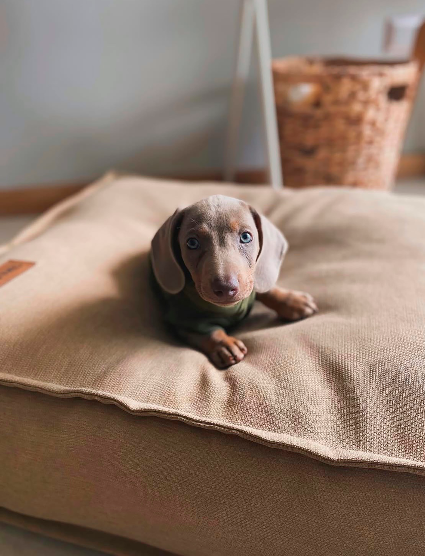 Cama funda desmontable Canela