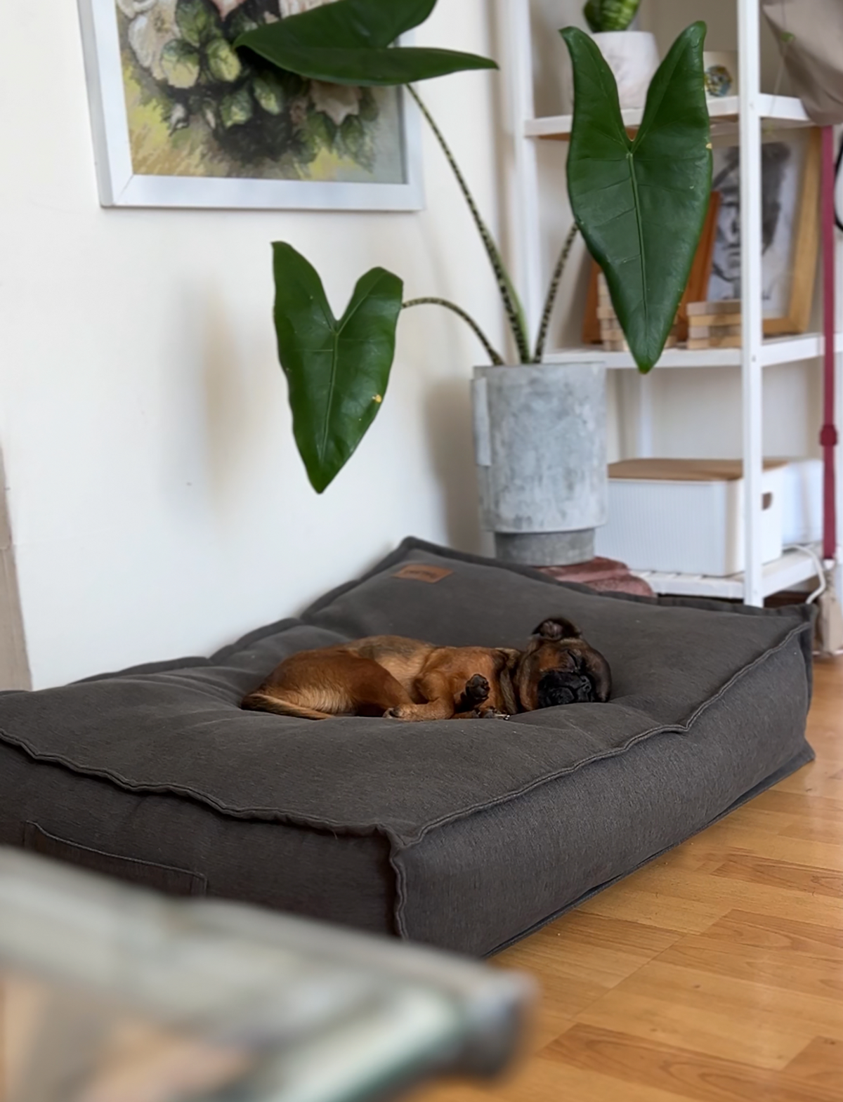 Cama funda desmontable Gris Grafito