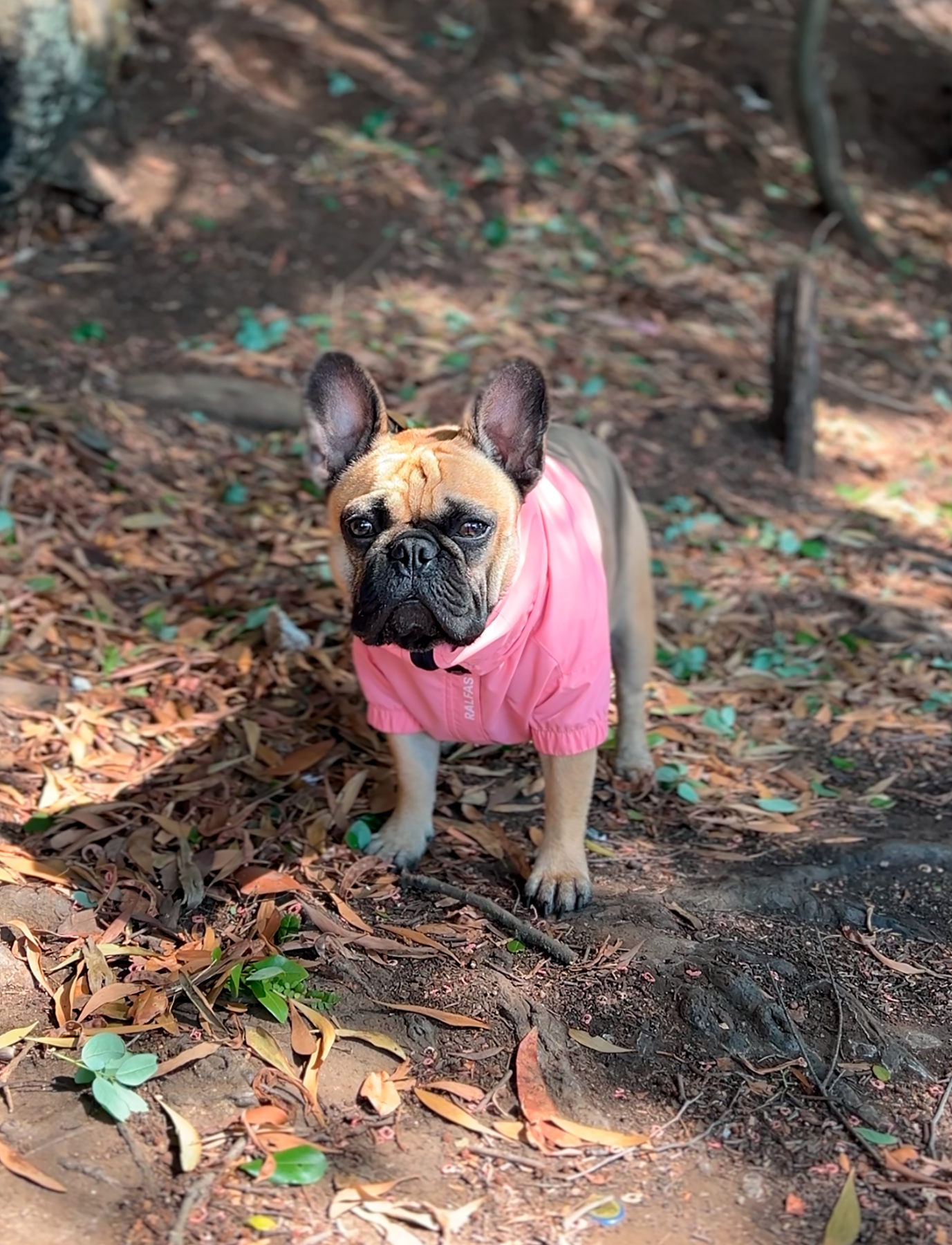 Chaqueta impermeable rosa y café