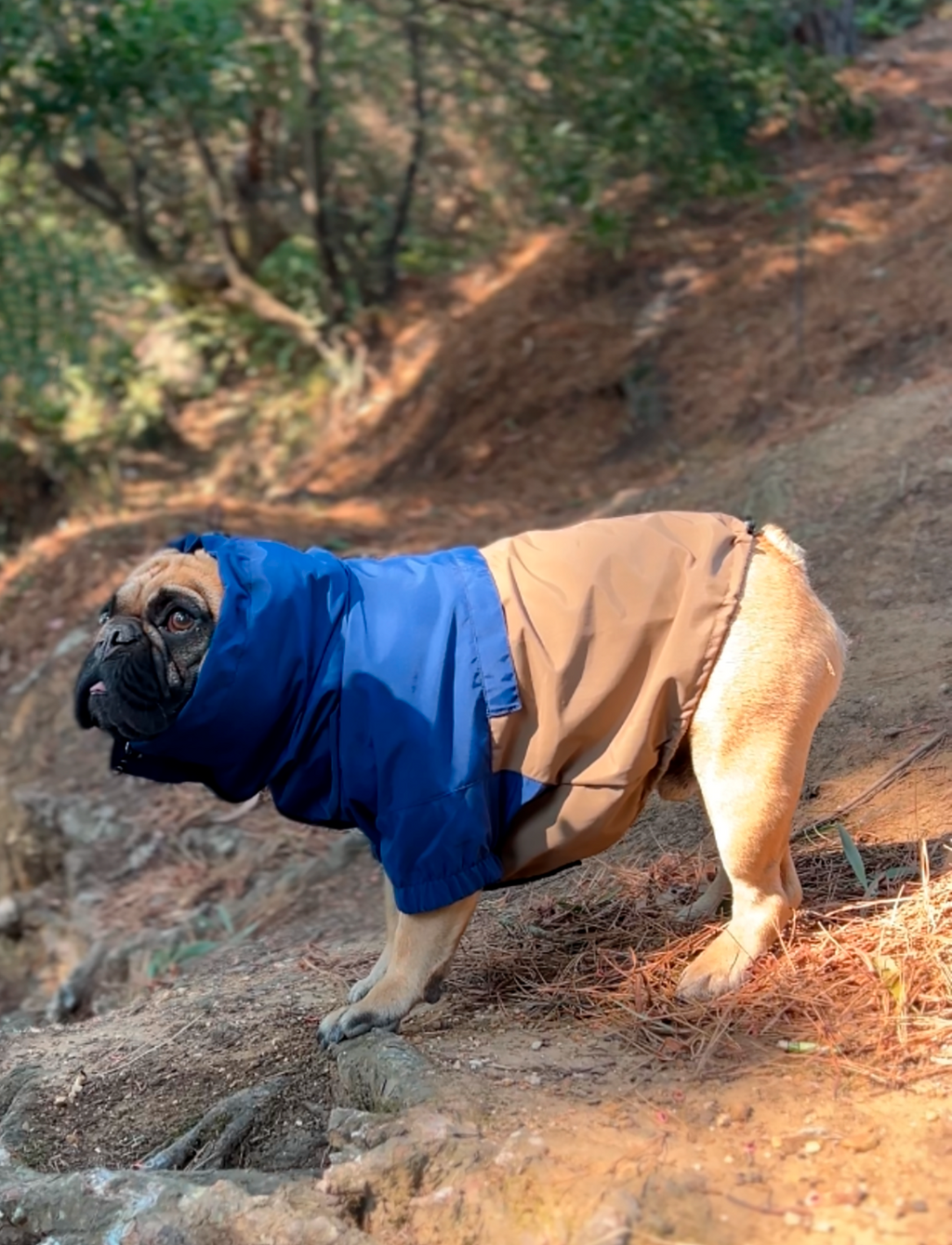 Chaqueta impermeable azul y café