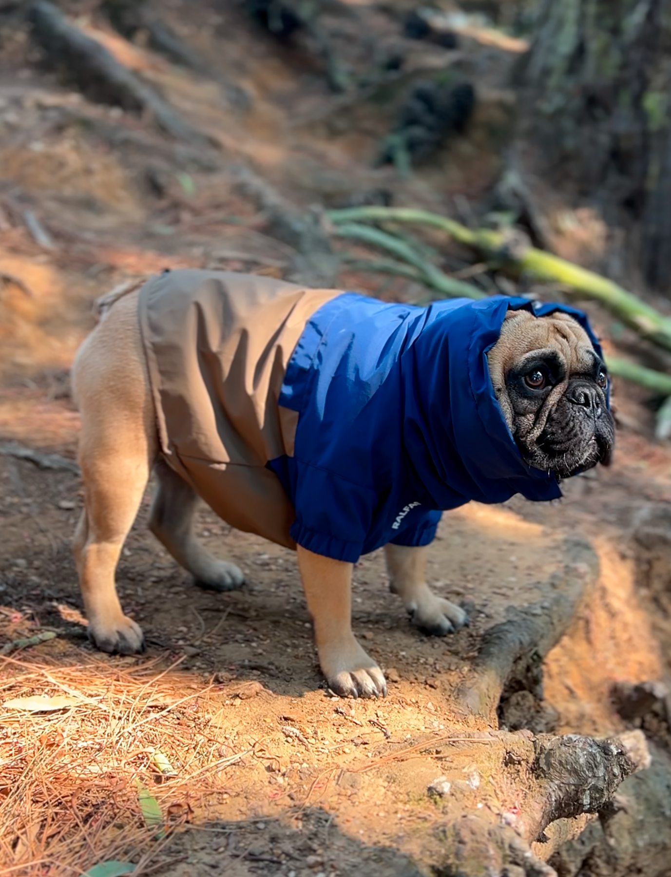 Chaqueta impermeable azul y café