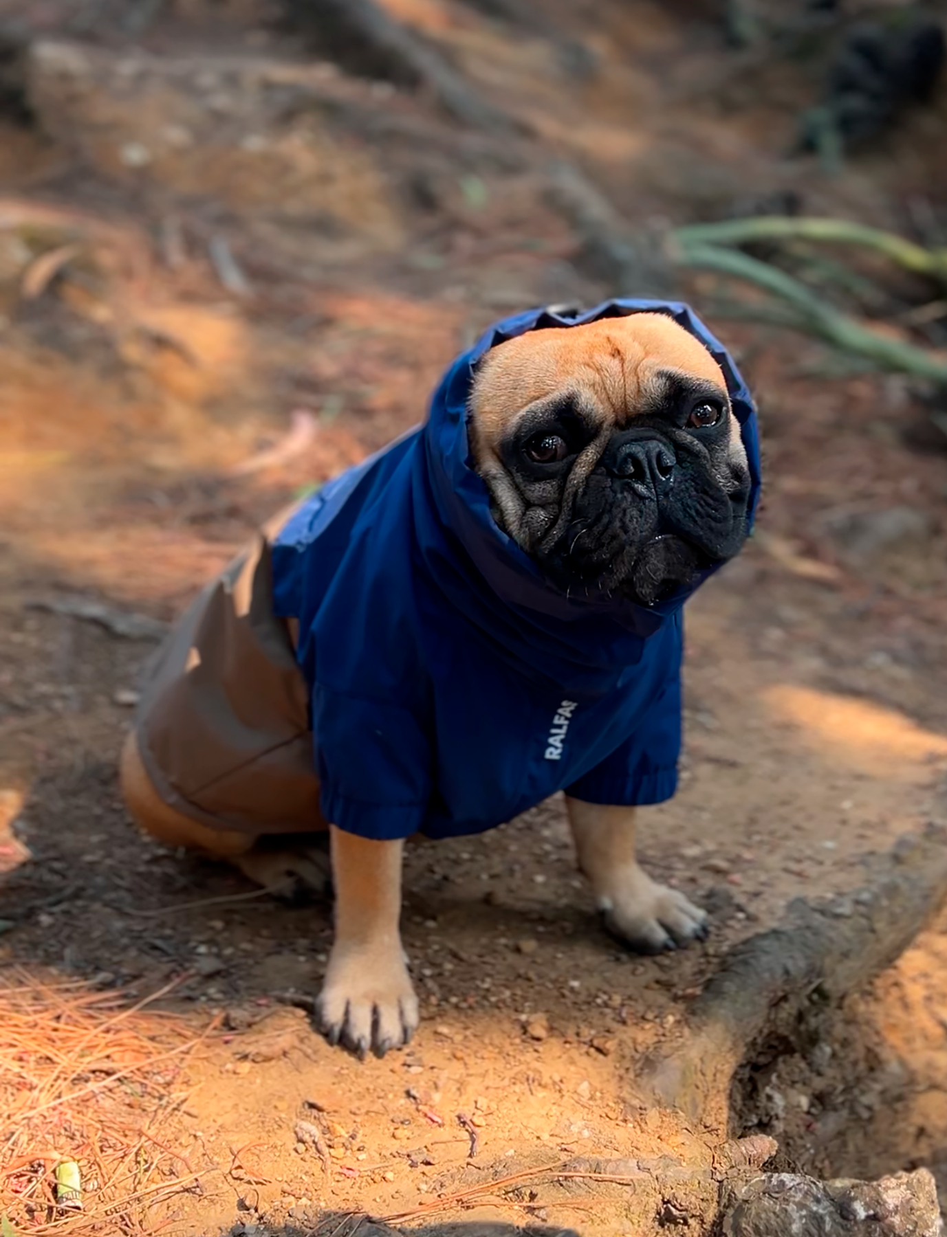 Chaqueta impermeable azul y café
