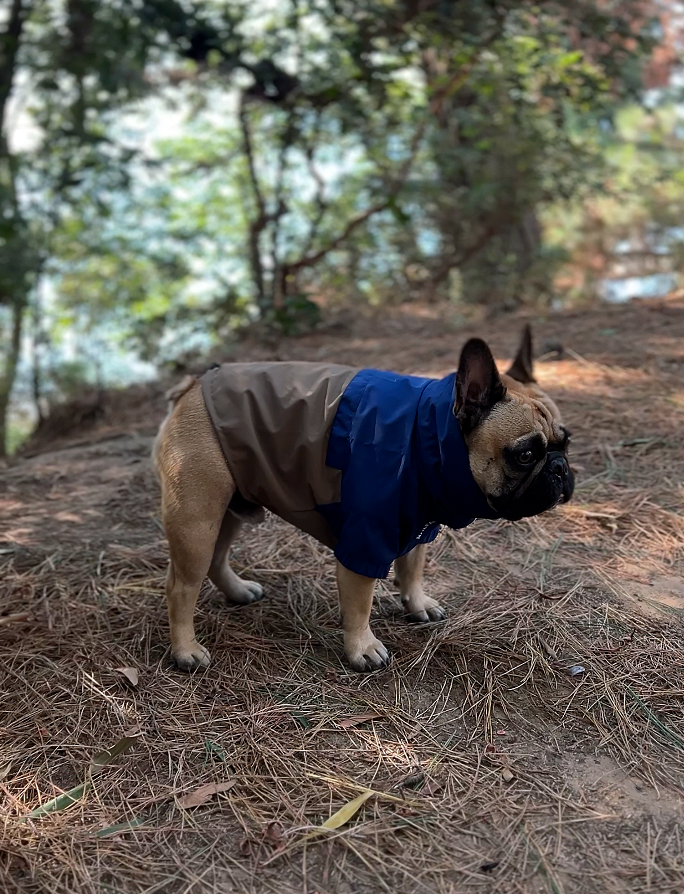 Chaqueta impermeable azul y café