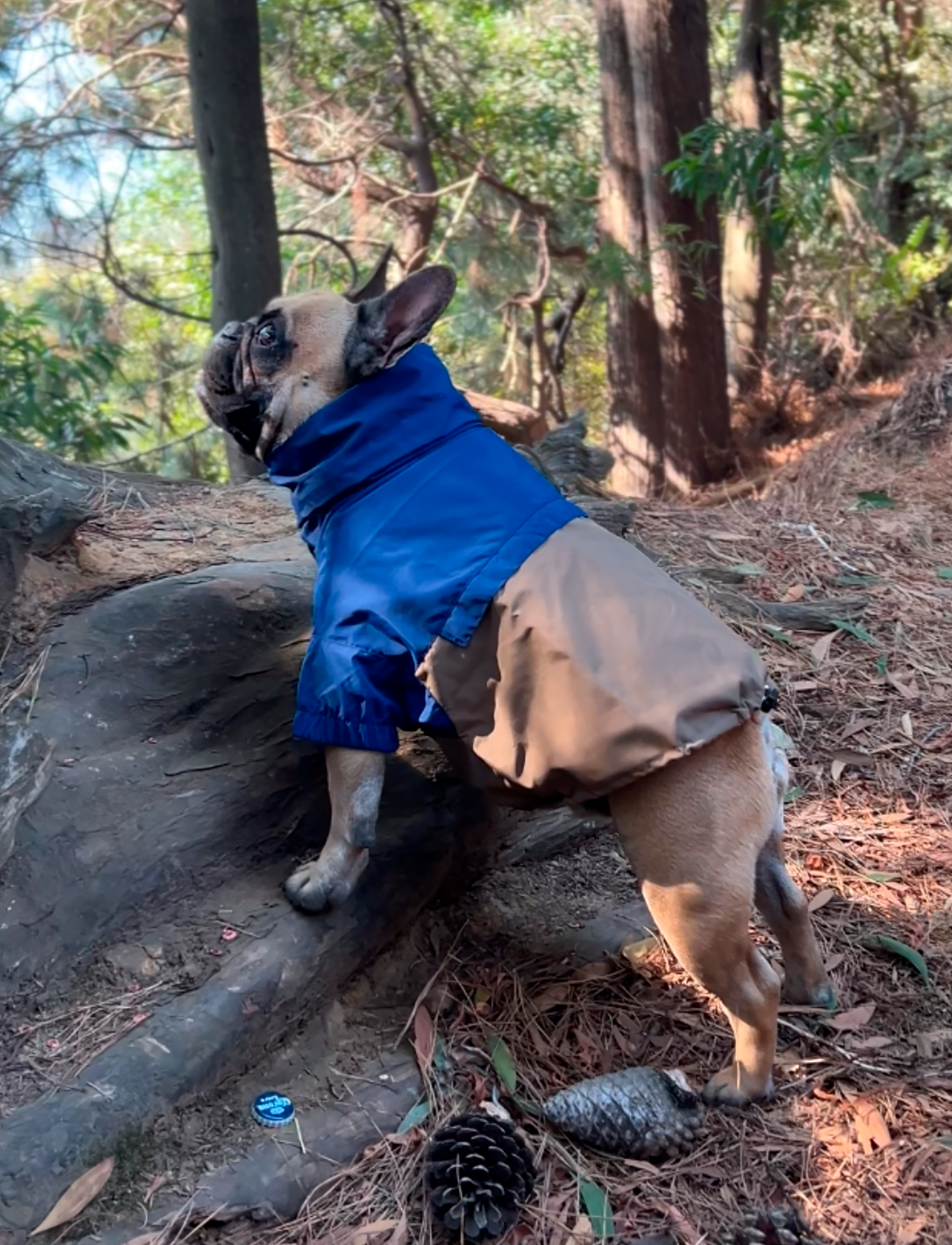 Chaqueta impermeable azul y café