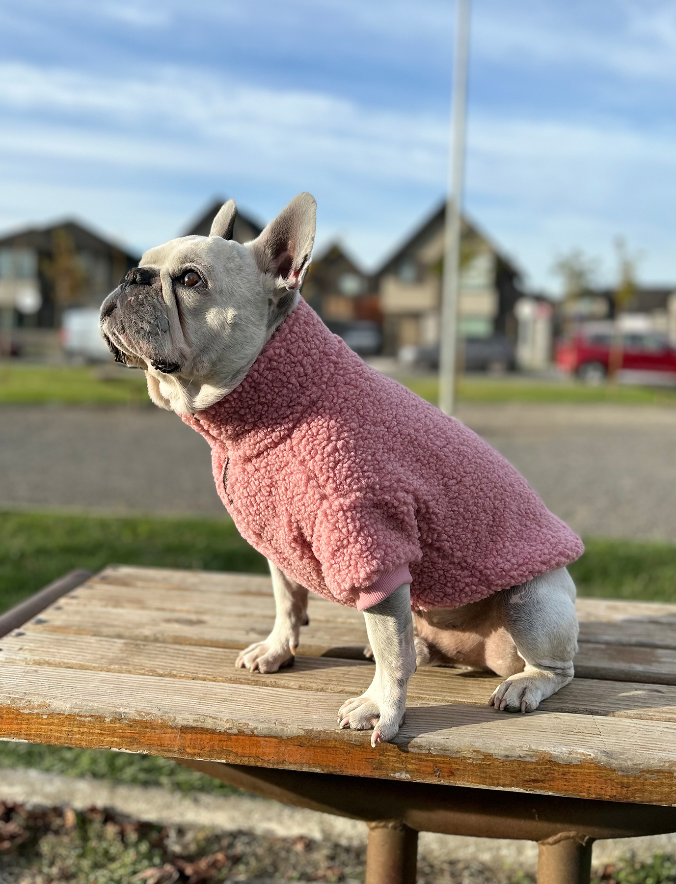 Chiporro Rosa | CHIPORROS