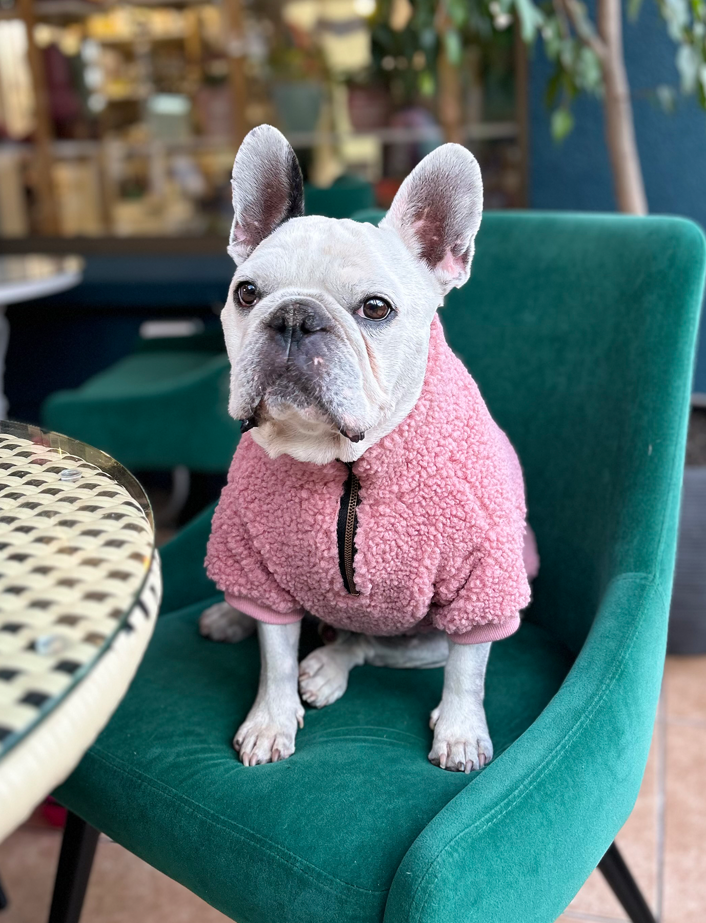 Chiporro Rosa | CHIPORROS